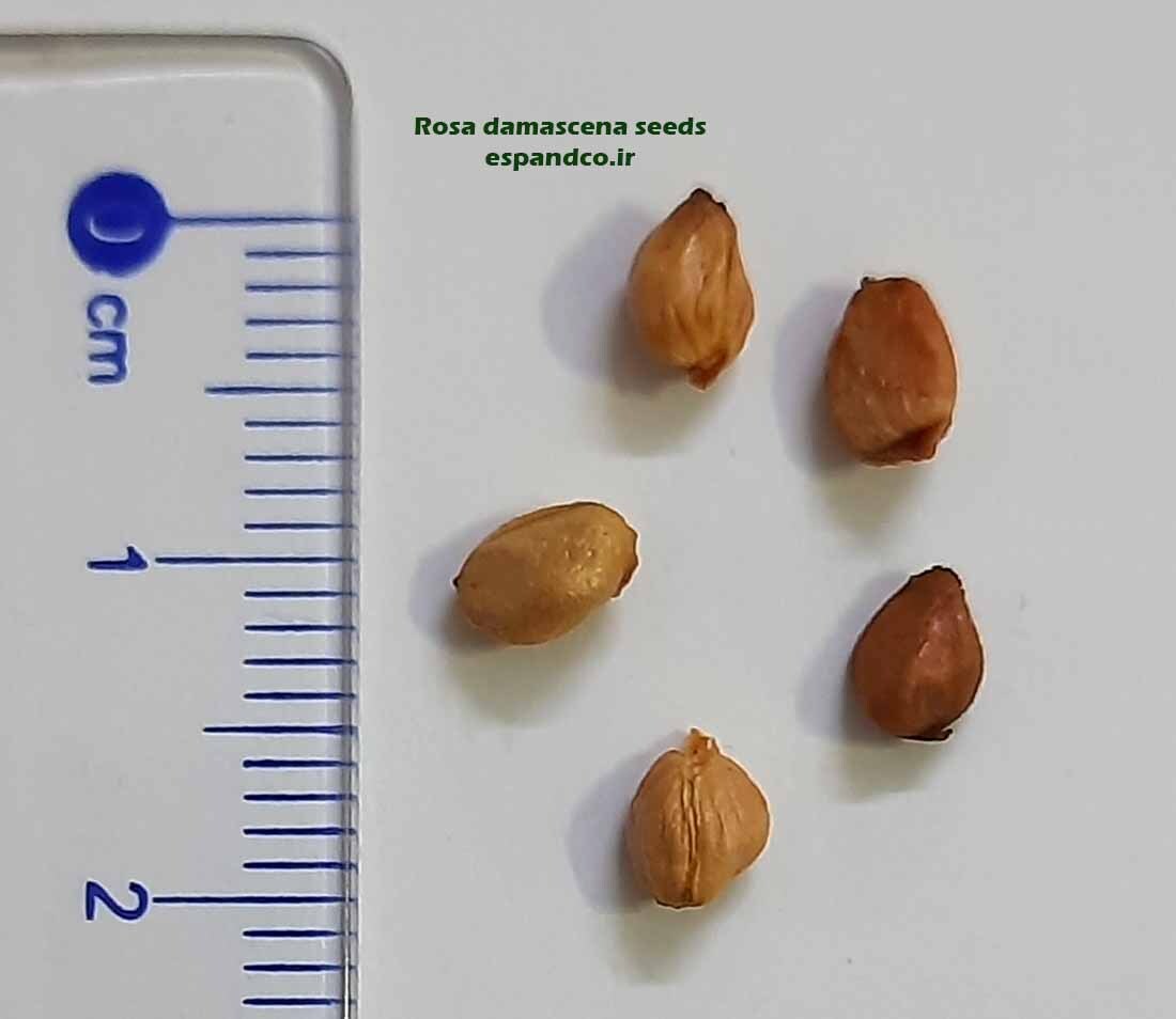  Rosa seeds 